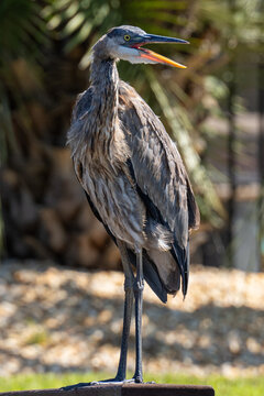 Blue Heron