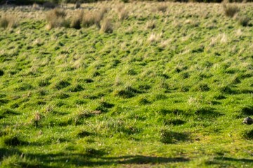 Pasture on a farm in Australia. Spring grass growth of green plants