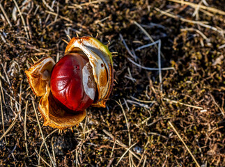 Fruits and seeds of a deciduous tree called horse chestnut often collected under trees in parks of the city of Białystok in Podlasie, Poland,