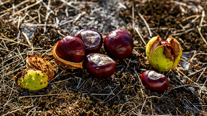 Fruits and seeds of a deciduous tree called horse chestnut often collected under trees in parks of the city of Białystok in Podlasie, Poland,