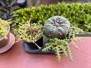 Foto op Plexiglas Little cactus in a pot at gardent recipe cafe. © Kumphaitoon