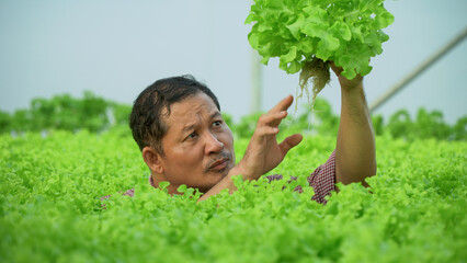 Worried senior asian farmers or agriculture find problems in productivity checking and harvesting vegetables organic in hydroponic farm greenhouse .