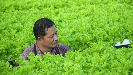 Naklejka na ściany i meble happy senior asian farmers checking and harvesting vegetables organic in hydroponic farm greenhouse .