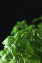 A bunch of basil in low key	
