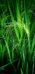 field, green, grass, nature, agriculture, wheat, plant, farm, rice, summer, grain, spring, ear, barley, food, crop, meadow, cereal, growth, harvest, rural, paddy, wind, lawn, natural