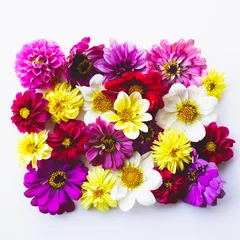 Badkamer foto achterwand Beautiful colorful zinnia and dahlia flowers in full bloom on white background, flat lay style. © Iryna
