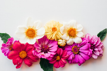 Beautiful colorful zinnia and dahlia flowers on white background with copy space for text, flat lay style.