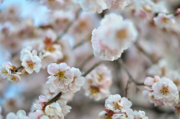 Beautiful Sakura flowers during spring in japanese garden.