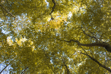 treetops against the sky, view from below.