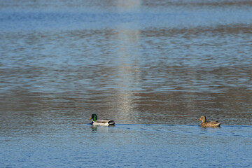 Anas platyrhynchos-Mallard-Canard colvert-IUCN=LC-B027_026_016