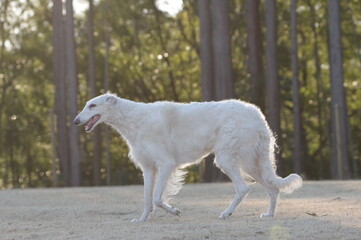 Obraz premium ボルゾイ