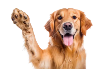 Gartenposter Golden retriever giving high five isolated on transparent background. Dog giving high five. © Rzk