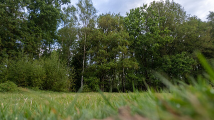 A unique perspective from ground level, showcasing the towering trees and lush forest canopy from between the grass, offering a close encounter with nature's giants. Forest Canopy from Grass Level