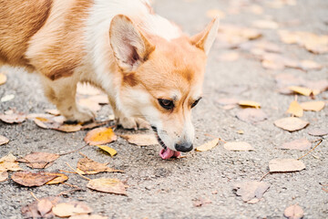 Pembroke Welsh Corgi on a walk. Portrait of a dog in the autumn park