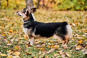 Naklejka na ściany i meble Pembroke Welsh Corgi on a walk. Portrait of a dog in the autumn park