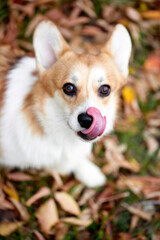 Pembroke Welsh Corgi on a walk. Portrait of a dog in the autumn park