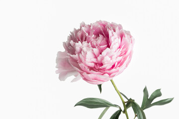 Pink peony flower close up on white background.