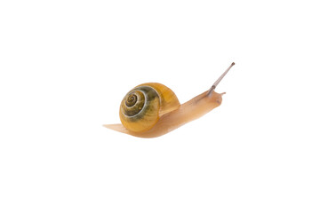 Snail isolated on white background. Slow living concept.
