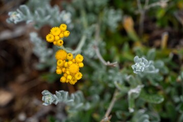 australian native flowers in the bush in spring. beautiful flowers