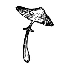 Mushroom sketch isolated. Hand-drawn agaric. Outline scribble of wild mushroom. Vector illustration.