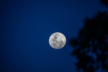 Naklejka na ściany i meble moon behind trees in the australian bush in summer in australia