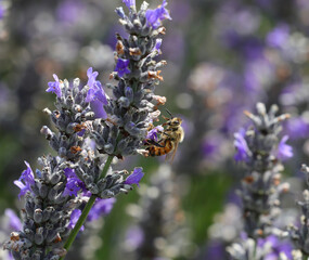 bee sucking nectar from lavender flower in summer