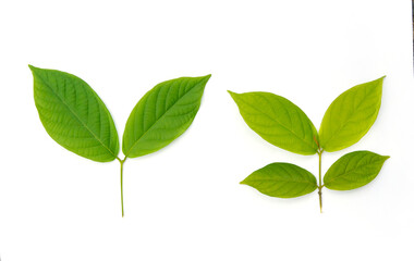 Very beautiful, fresh green leaves, Green leaf isolated on white background.