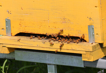 yellow beekeepers hive hive and bees flying in search of flowers