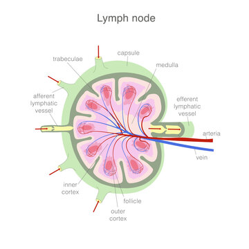 Anatomy of a lymph node. Simplified scheme showing external and internal structure.
