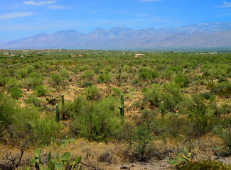 Early Morning Saguaro National Park