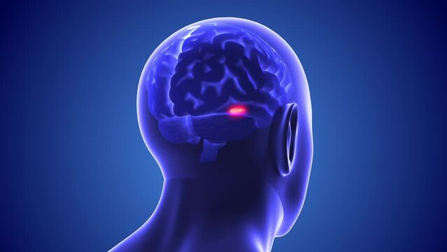 New brain target for treatment of autism