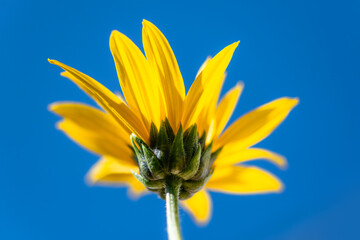 Bright yellow sunroot, topinambur or wild sunflower (Helianthus tuberosus). Macro close up of tall...