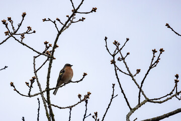 A close-up capture of a striking jackdaw perched gracefully on a leafless branch, showcasing the bird's charm against the backdrop of a winter landscape. Winter Jackdaw on Bare Branch. High quality
