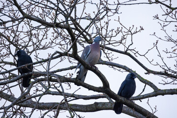 A captivating close-up of a pigeon surrounded by two elegant jackdaws, perched together on a leafless branch in the serene beauty of a winter landscape. Winter Birds: Pigeon and Jackdaws. High quality