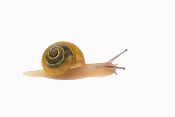Snail. Slow living concept.