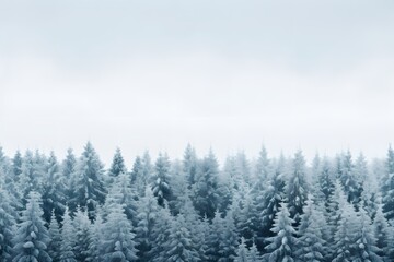 Fototapeta na wymiar A snowy forest nestled under a blue sky. Banner with free space for text