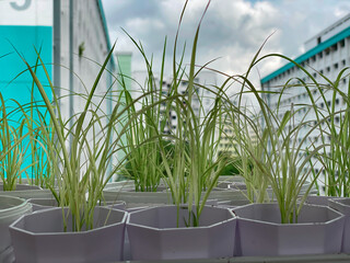 Sustainability, urban farming concept along corridor. Close up of young edible plants growing in small planter pots. Home grown plants. Home based farming. HDB flats in background. Selective focus.