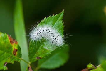 Obraz premium White caterpillar on green leaf