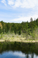 Fototapeta na wymiar Green pine trees near the lake.