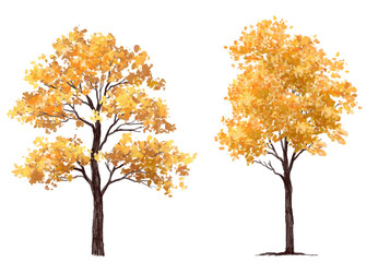 autumn tree vector,ginkgo elevation for landscape scene,watercolor plant for architecture drawing, environment and garden,botanical elements ,blooming tree in autumn 