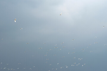 White bird flying in the sky