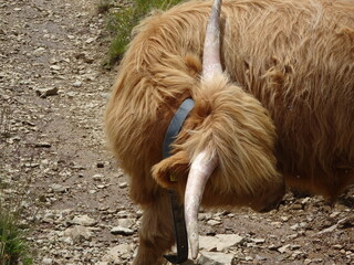 Fototapeta premium scottish highland cattle