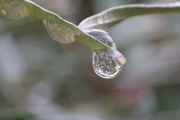 water drops on a leaf