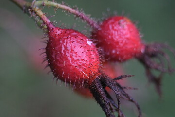 close up of a rose hip