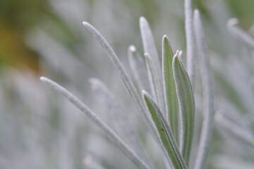 lavender in the garden close up macro photography