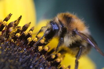 a bumble bee with pollen sitting on a sunflower collecting nectar.