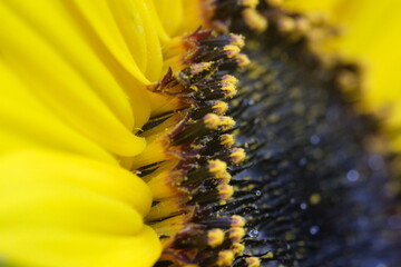 closeup from a sunflower in the garden