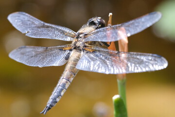 dragonfly on a branch close up macro photography
