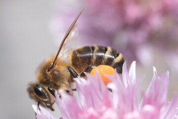 bee with pollen at the feets on a pink flower