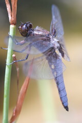 close up of a blue dragonfly